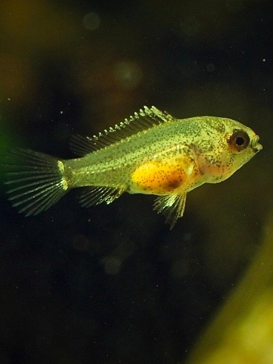cockatoo dwarf cichlid fry